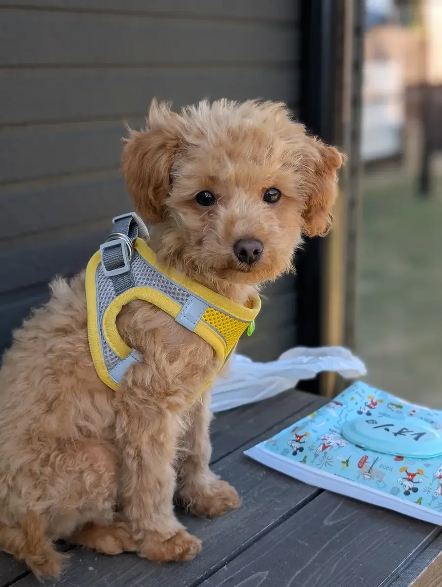 トイプードルのレオン