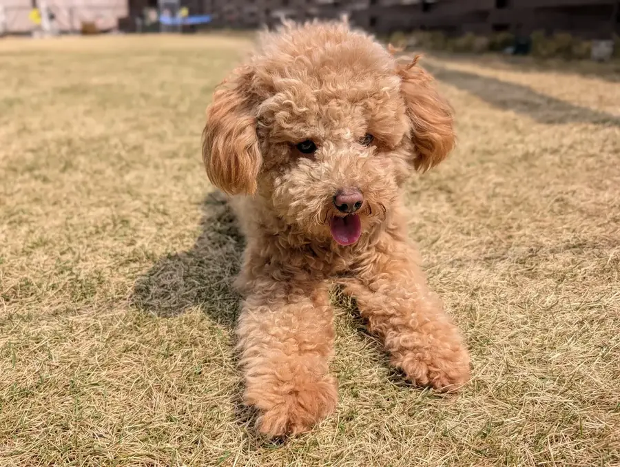 歯磨きグッズと一緒に写るトイプードル