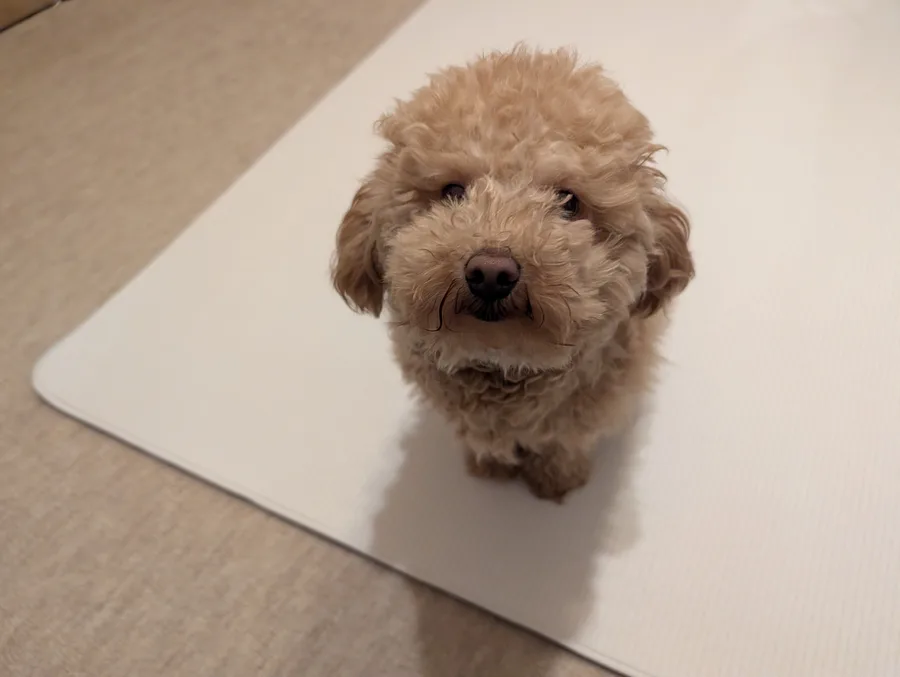 トイプードルの歯磨き手順のイメージ