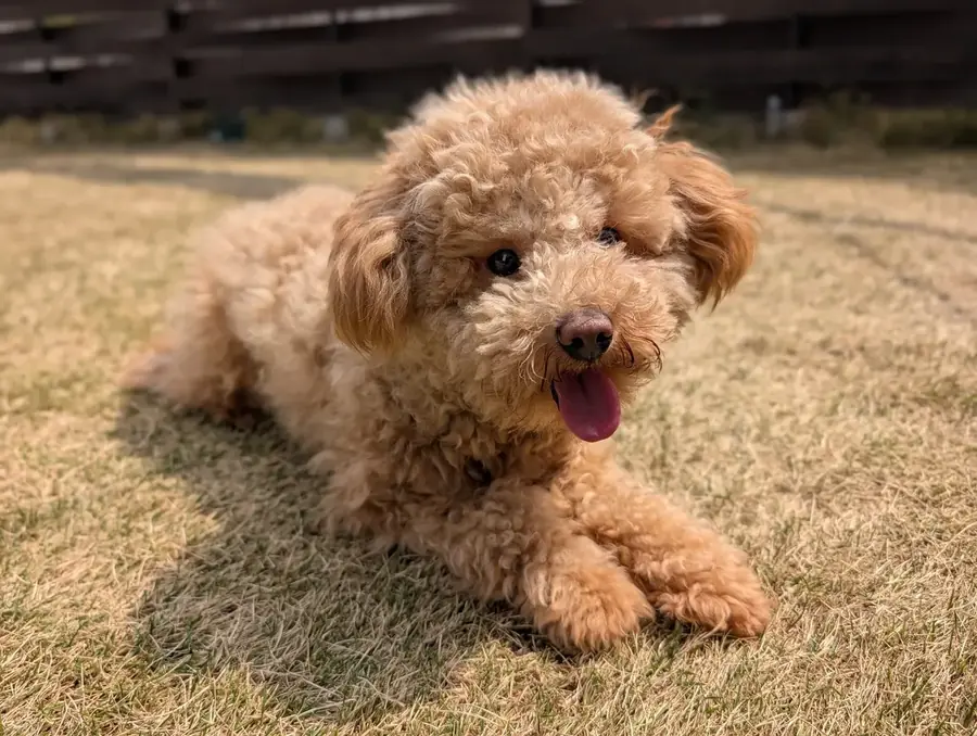 トイプードルのデンタルケアグッズの並び