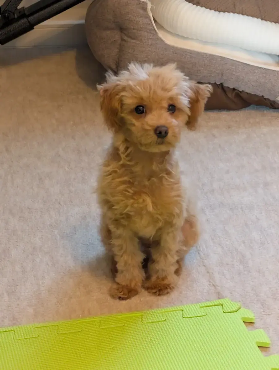 トイプードルのおやつに関するよくある質問