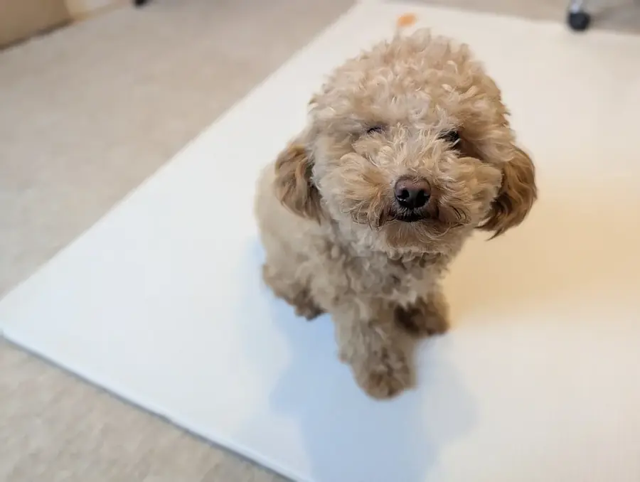 トイプードルの食事量の目安