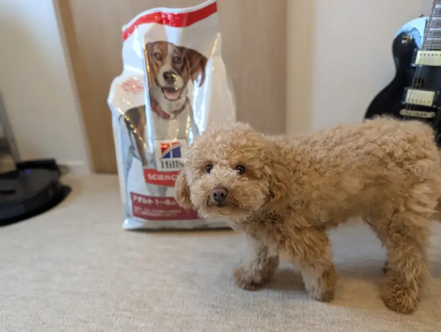 トイプードルのレオンとHillsサイエンス・ダイエットのドッグフード