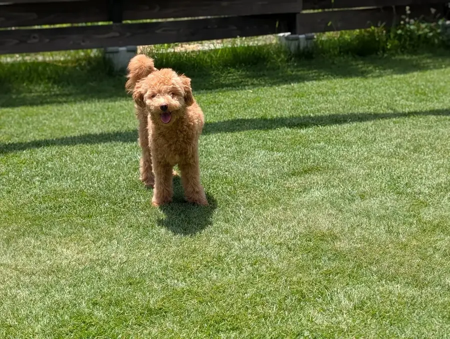 トイプードルとドッグフードの画像