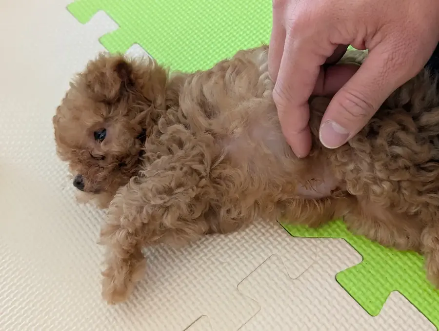 ドッグフードの選び方