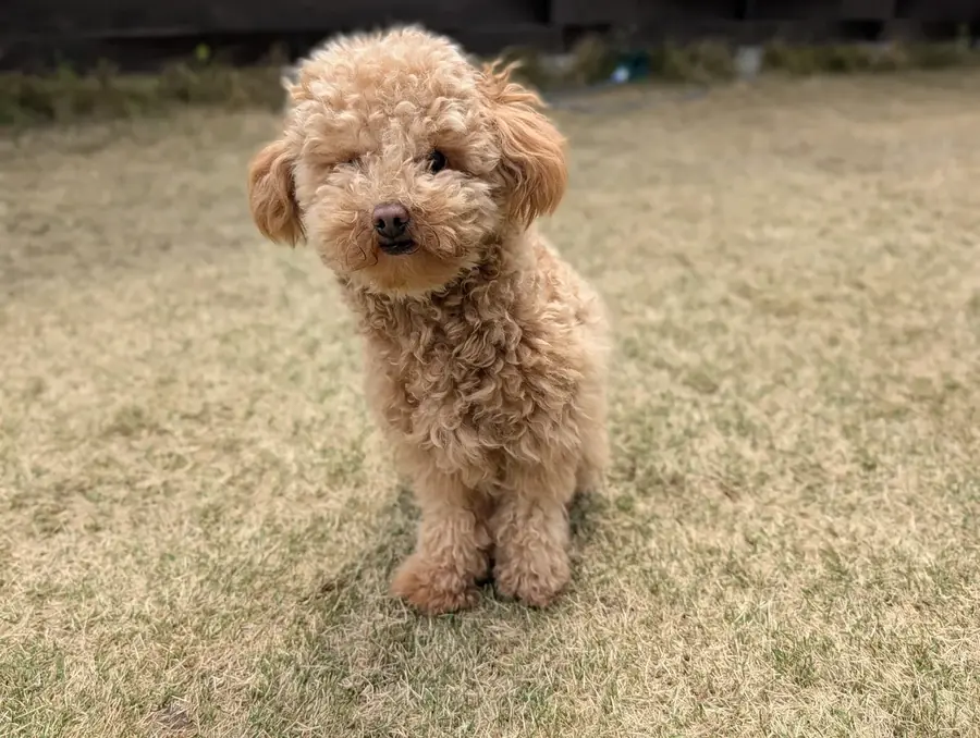 芝生の上で首をかしげる子犬時代のトイプードルのレオン