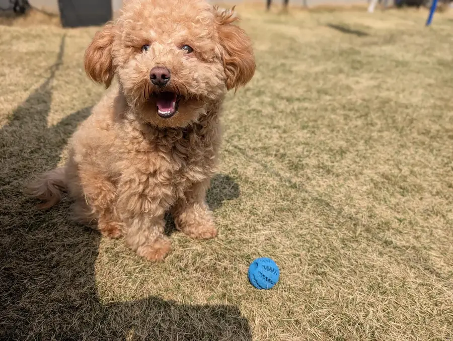 笑顔のトイプードルのレオン
