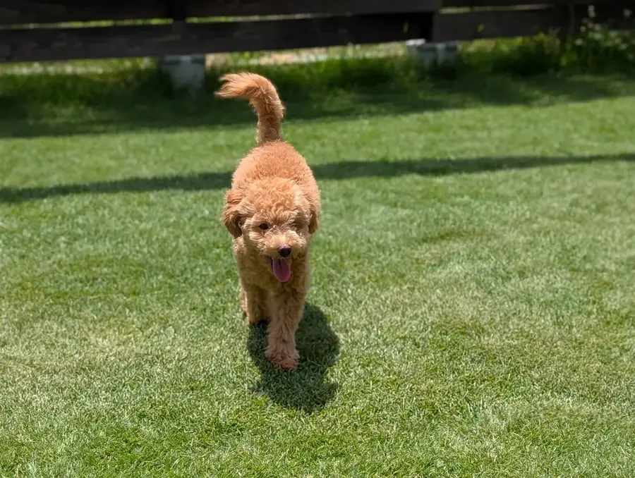 伸びてカールしたトイプードルの足裏の毛のアップ