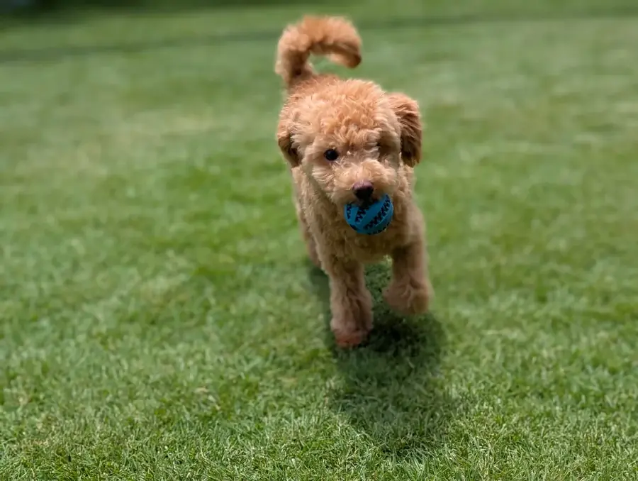 トイプードルの足まわりをケアするイメージ
