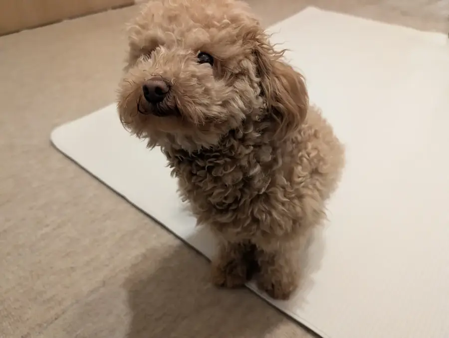 トイプードルのレオンの足元