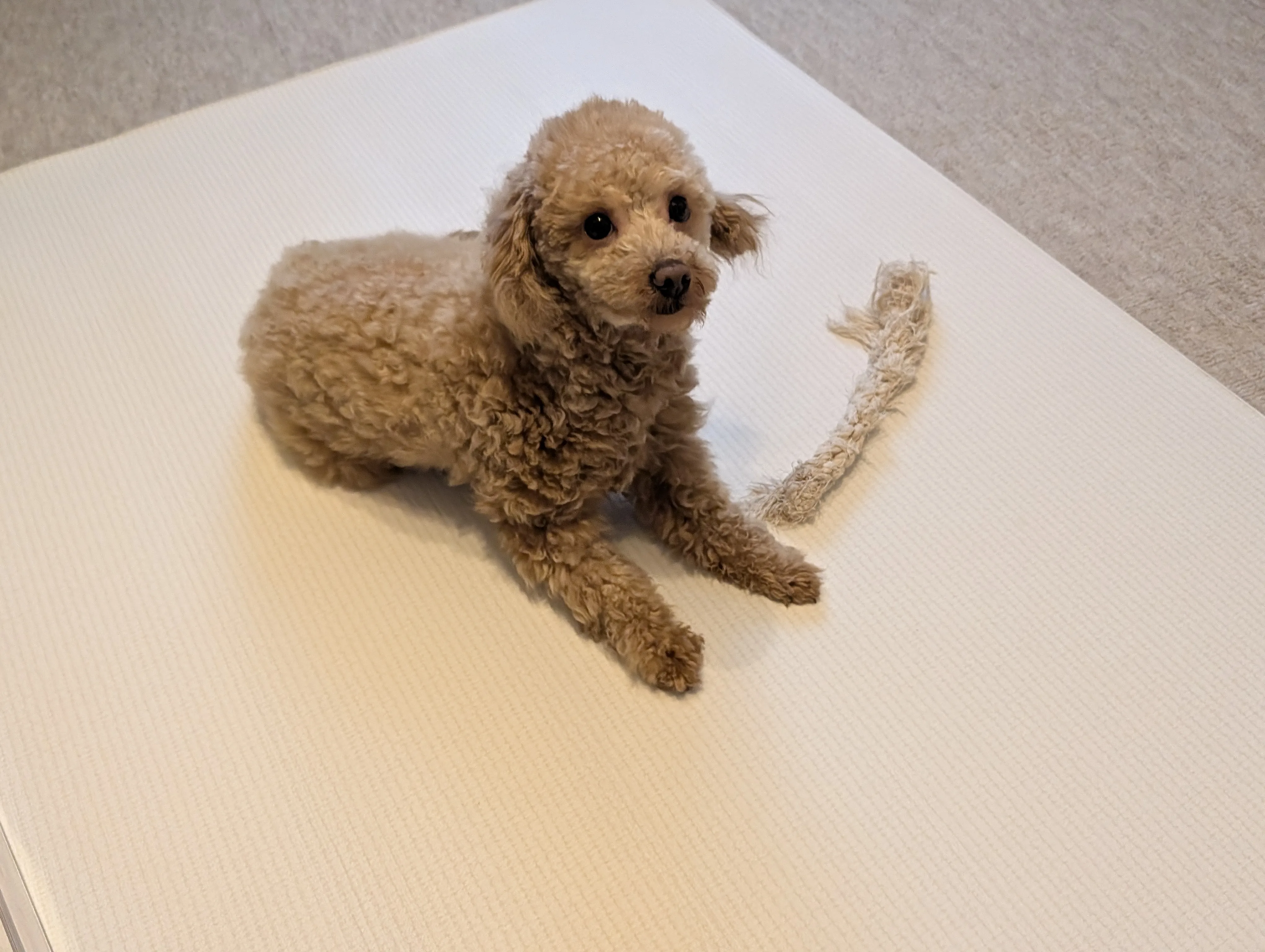 おやつを前にワクワクするトイプードルのレオン