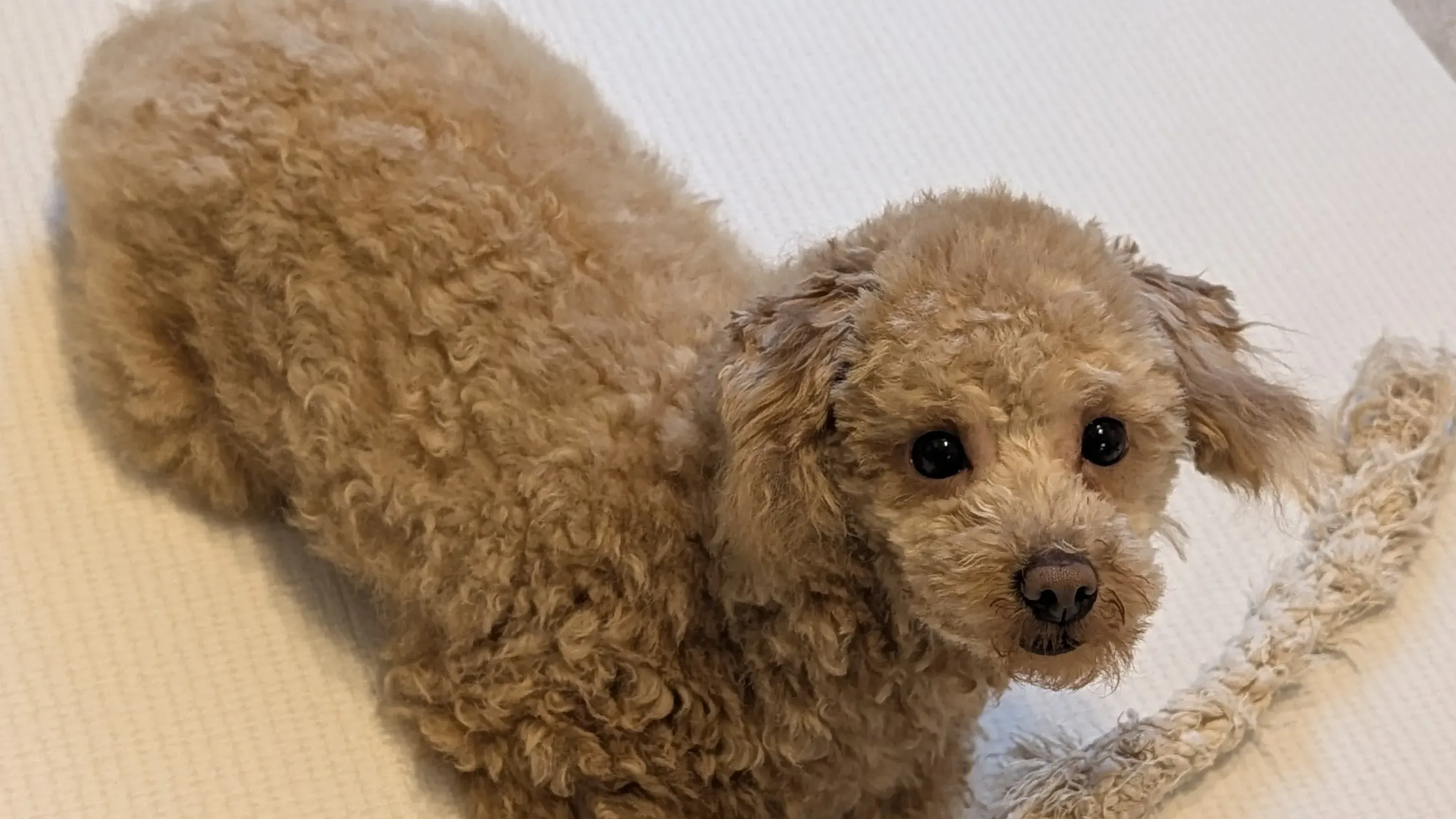 おやつを楽しむトイプードルのレオン