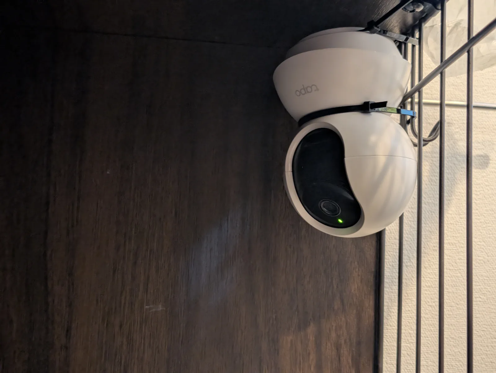 ペットカメラの前でくつろぐトイプードルのレオン