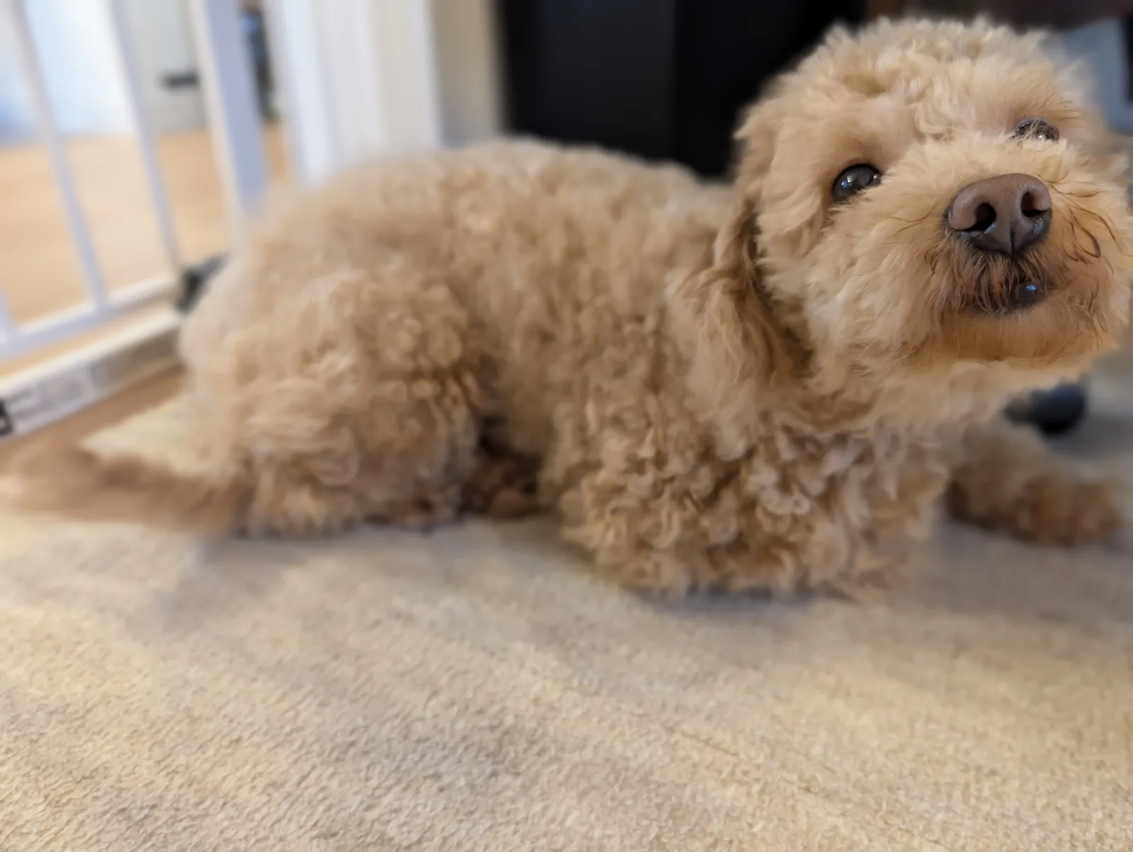 Furbo ドッグカメラ 360°ビュー