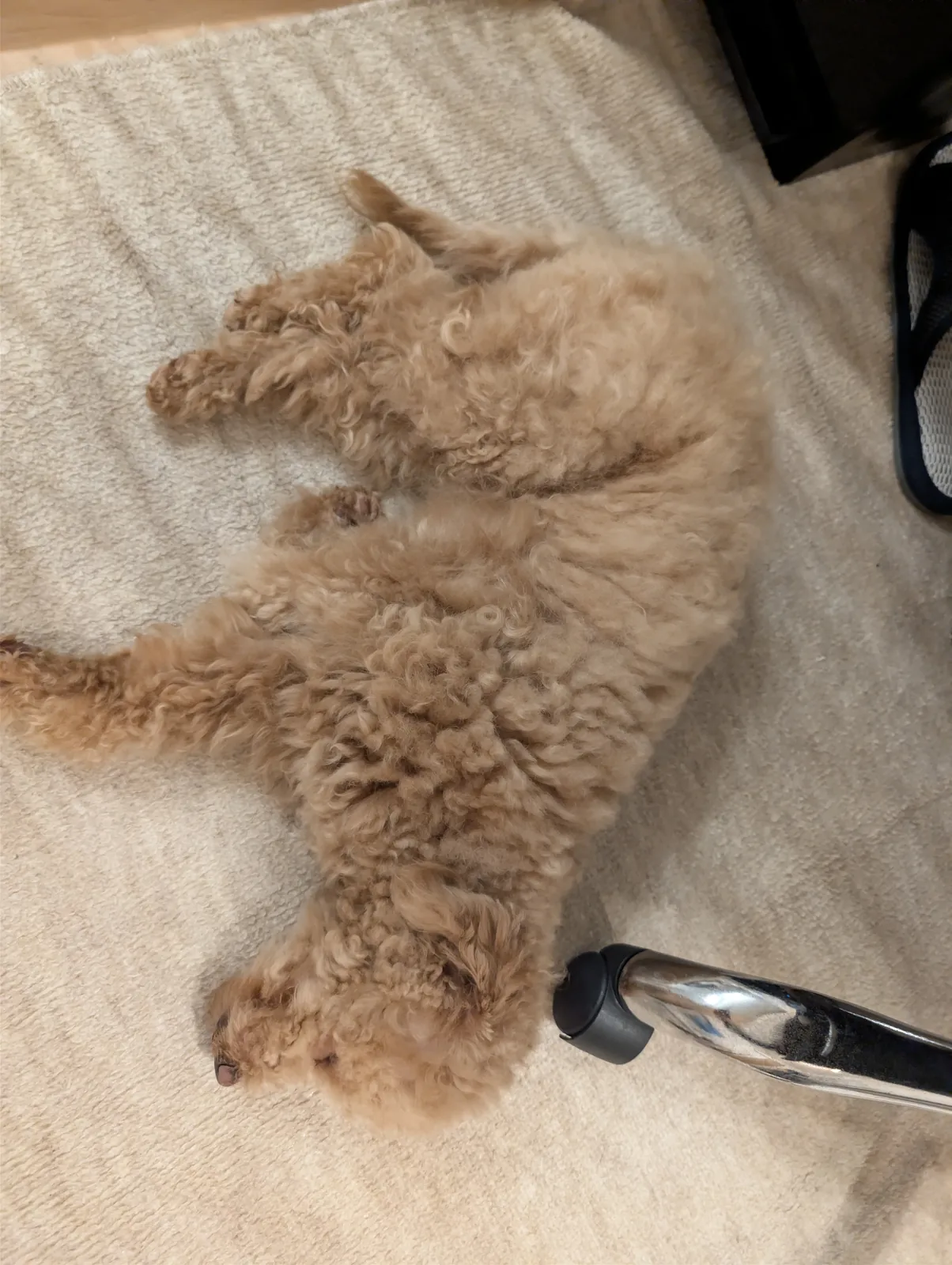 Anker Eufy Indoor Cam C220