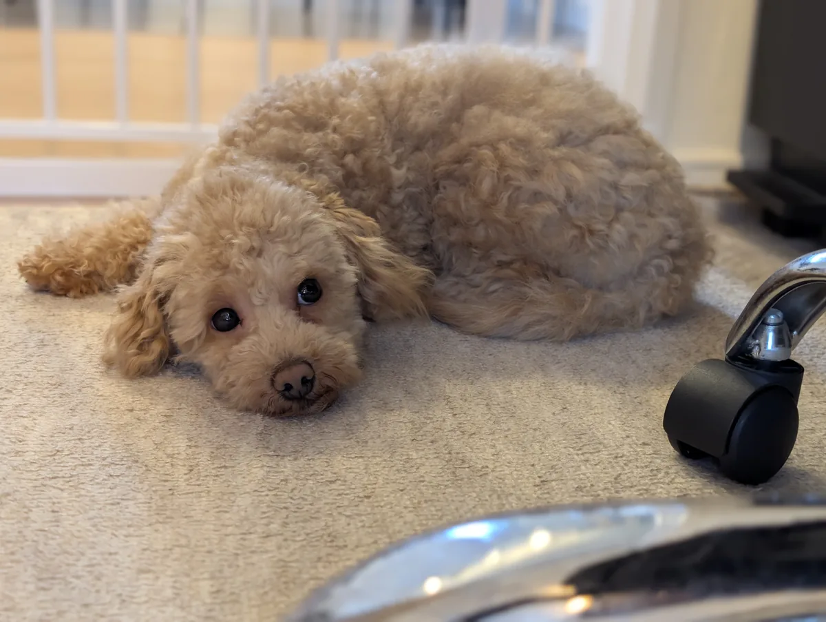 パナソニック HDペットカメラ KX-HDN215