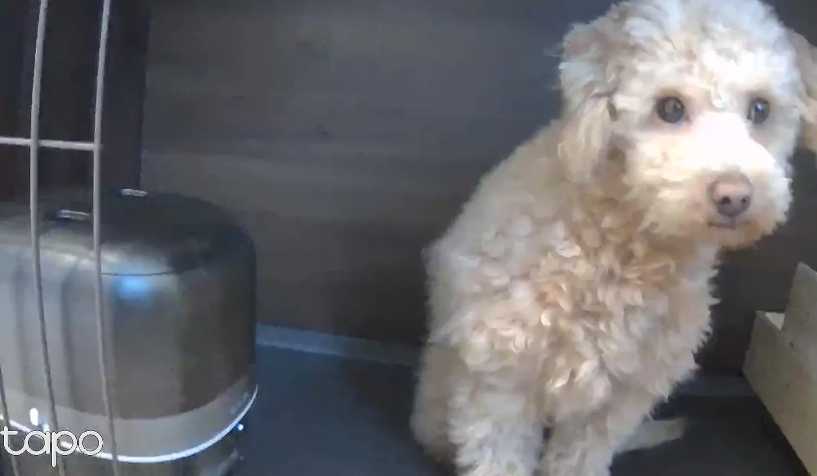 ペットカメラに見守られて留守番するトイプードルのレオン