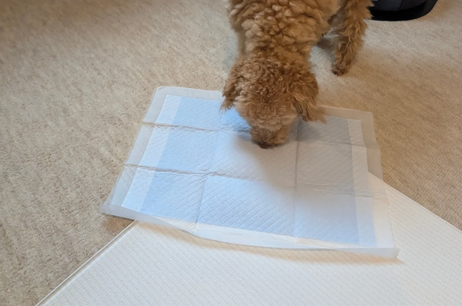 アイリスオーヤマ 薄型ペットシーツの匂いを嗅ぐトイプードルのレオン