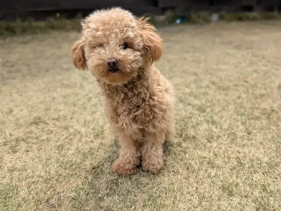 初めてのブラッシング練習を始める頃に庭で立つ子犬期のレオン