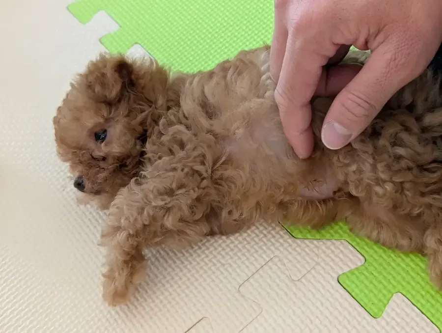 子犬期のレオンの胸まわりへ手を当てて触られる練習をしている実写