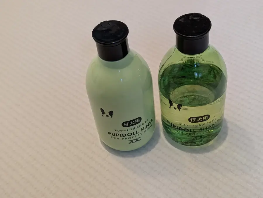 シャンプー後にふわふわに仕上がったトイプードル