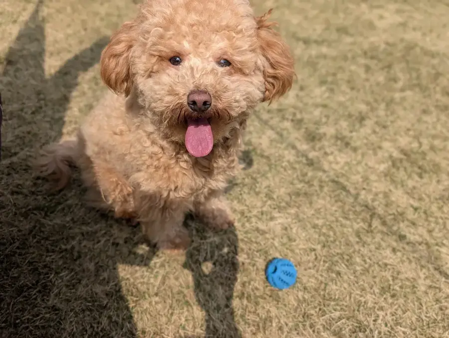 芝生に座るトイプードルのレオン