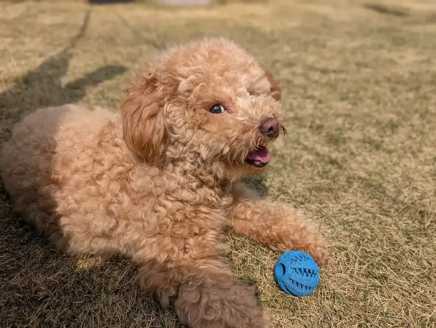 涙やけ対策ドッグフードで目元すっきり元気なトイプードルのレオン