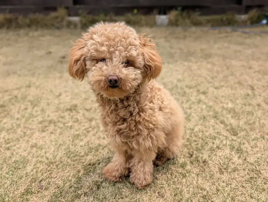 子犬期のトイプードルのレオン
