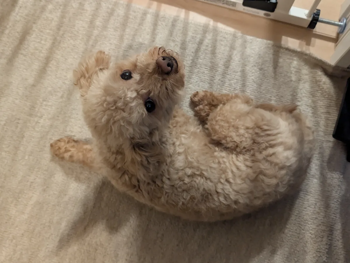 冬のシャンプー後に室内でしっかり乾かしたいトイプードル